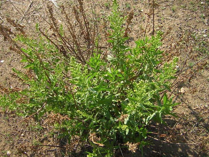 Ailanthus altissima-Dittrichia viscosa-Mandragora autumnalis